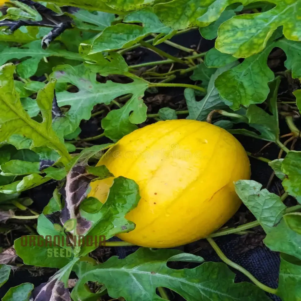 Yellow Melon (Sun Fruit) Planting Seeds Comprehensive And Gardening Guide For A Bountiful Harvest