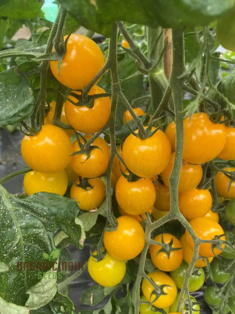 Yellow Mimi F1 Tomato Seeds Premium Quality For Home Gardening Enthusiasts High-Yielding And