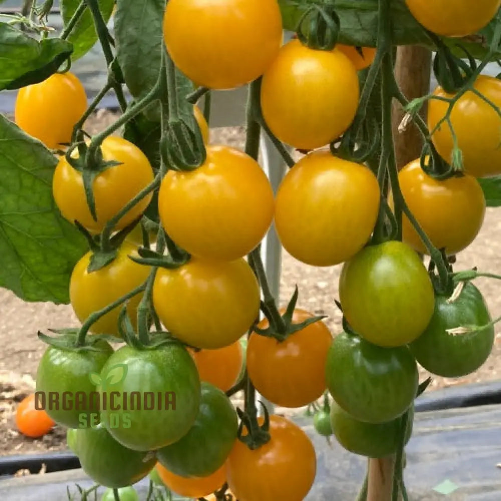 Yellow Mimi F1 Tomato Seeds Premium Quality For Home Gardening Enthusiasts High-Yielding And