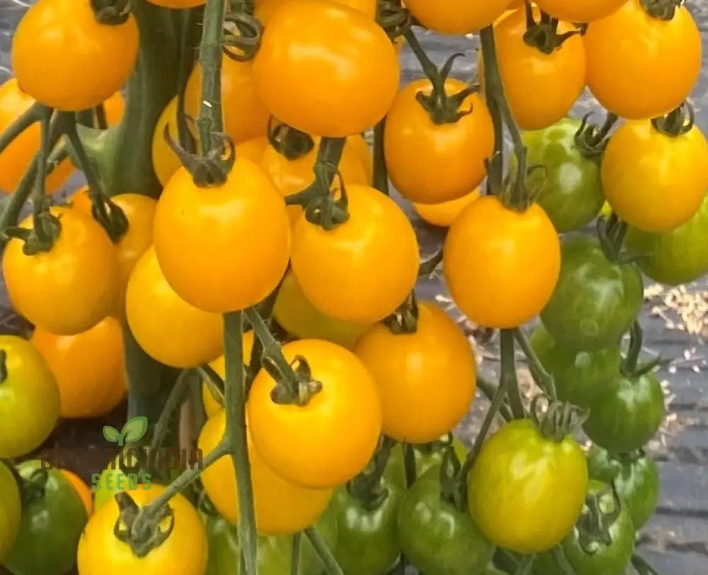 Yellow Mimi F1 Tomato Seeds Premium Quality For Home Gardening Enthusiasts High-Yielding And