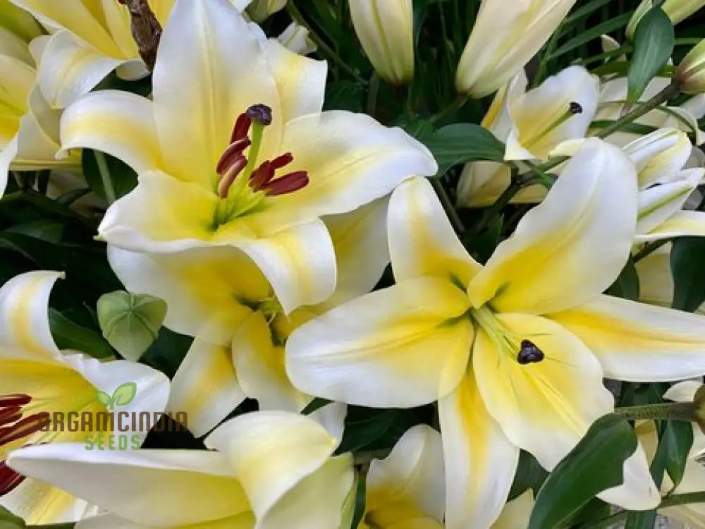 Yellow Mixed White Lily Flower Seeds For Planting Expert Guide To Growing Beautiful Varieties