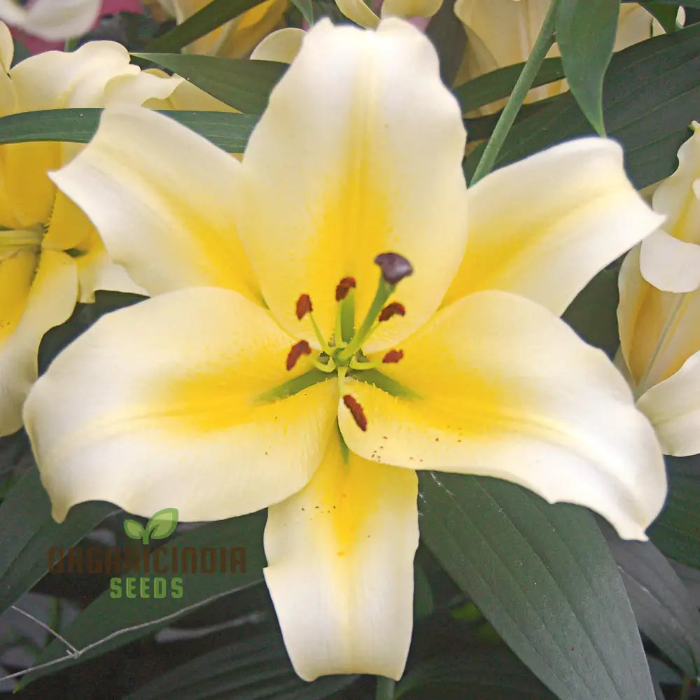 Yellow Mixed White Lily Flower Seeds For Planting Expert Guide To Growing Beautiful Varieties