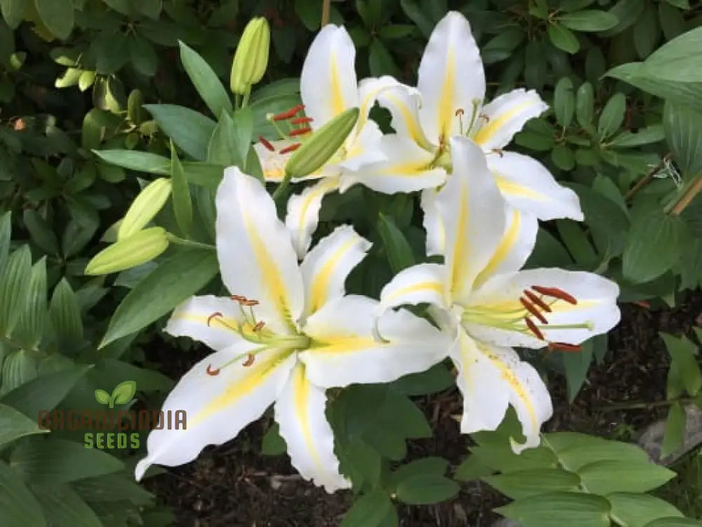 Yellow Mixed White Lily Flower Seeds For Planting Expert Guide To Growing Beautiful Varieties