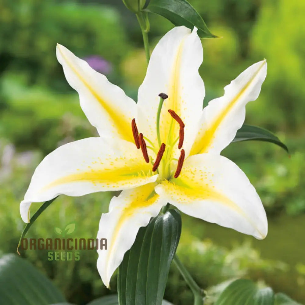 Yellow Mixed White Lily Flower Seeds For Planting Expert Guide To Growing Beautiful Varieties