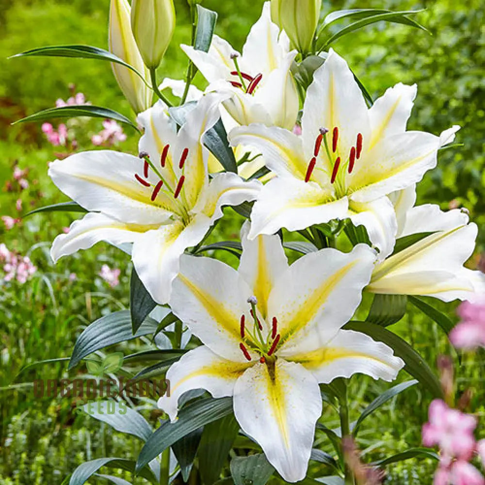 Yellow Mixed White Lily Flower Seeds For Planting Expert Guide To Growing Beautiful Varieties