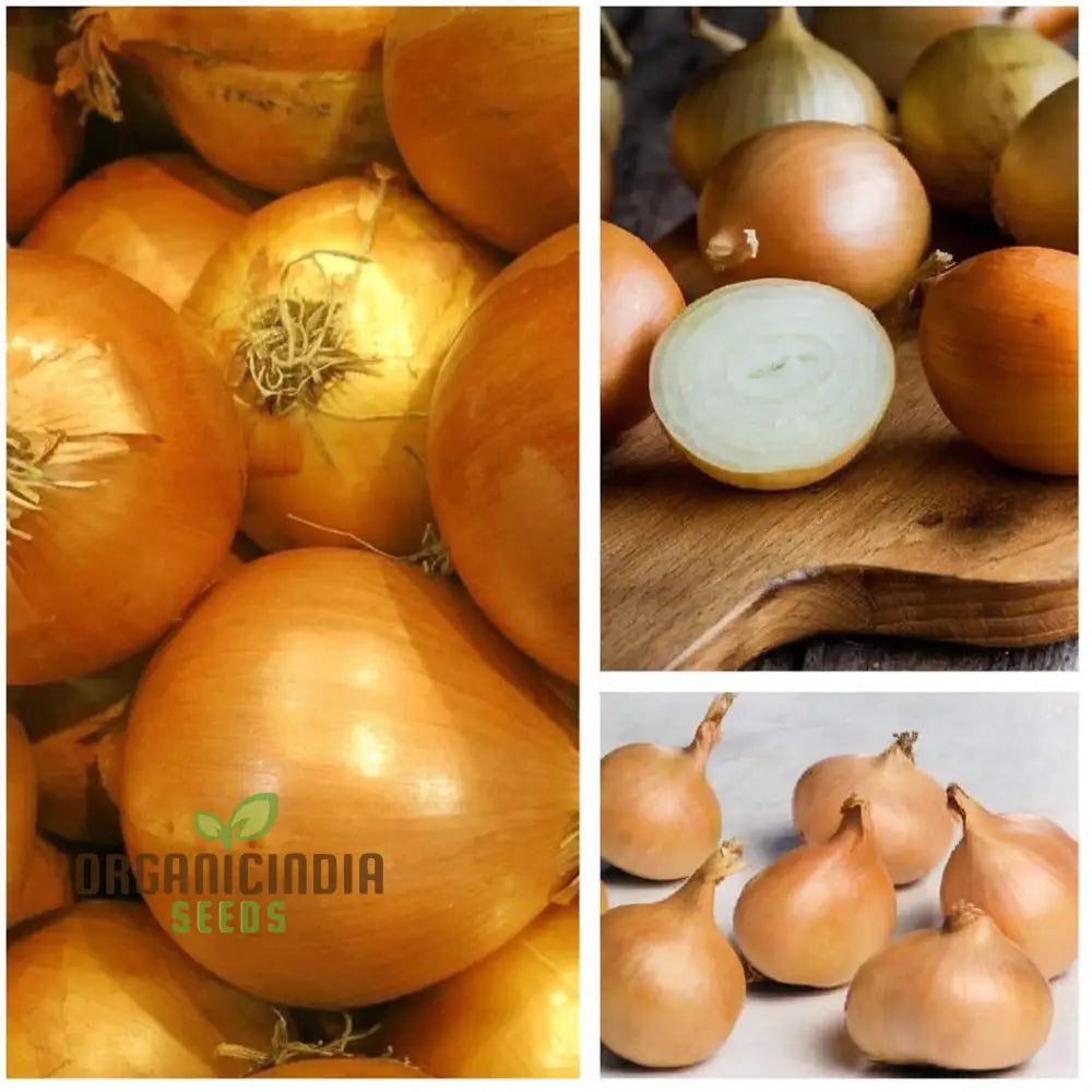 Yellow Moon Shallot Seeds Sets For Bountiful Harvests – Elevate Your Gardening Experience With