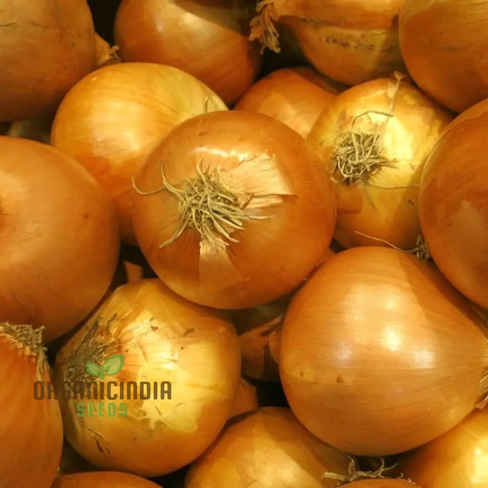 Yellow Moon Shallot Seeds Sets For Bountiful Harvests – Elevate Your Gardening Experience With