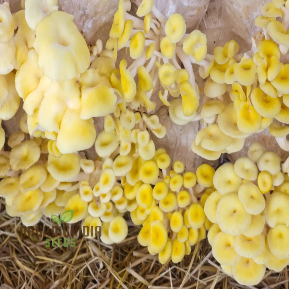 Yellow Mushroom Vegetable Seeds Unique And Flavorful Addition To Culinary Gardens