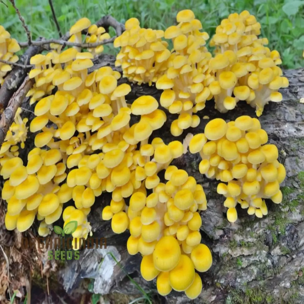 Yellow Mushroom Vegetable Seeds Unique And Flavorful Addition To Culinary Gardens