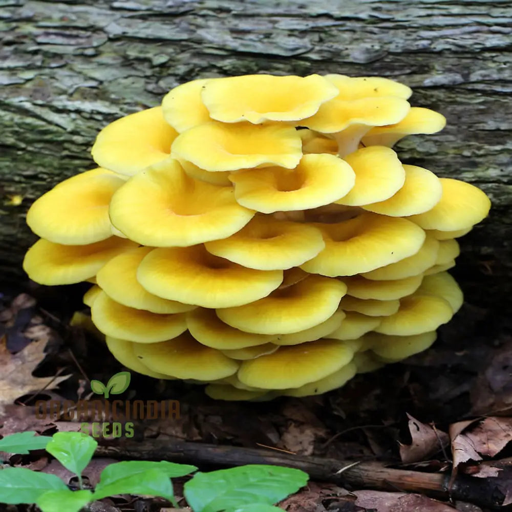 Yellow Mushroom Vegetable Seeds Unique And Flavorful Addition To Culinary Gardens