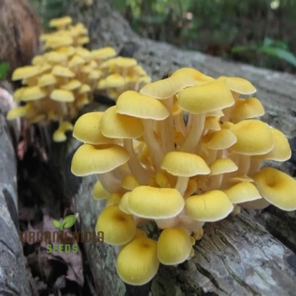 Yellow Mushroom Vegetable Seeds Unique And Flavorful Addition To Culinary Gardens