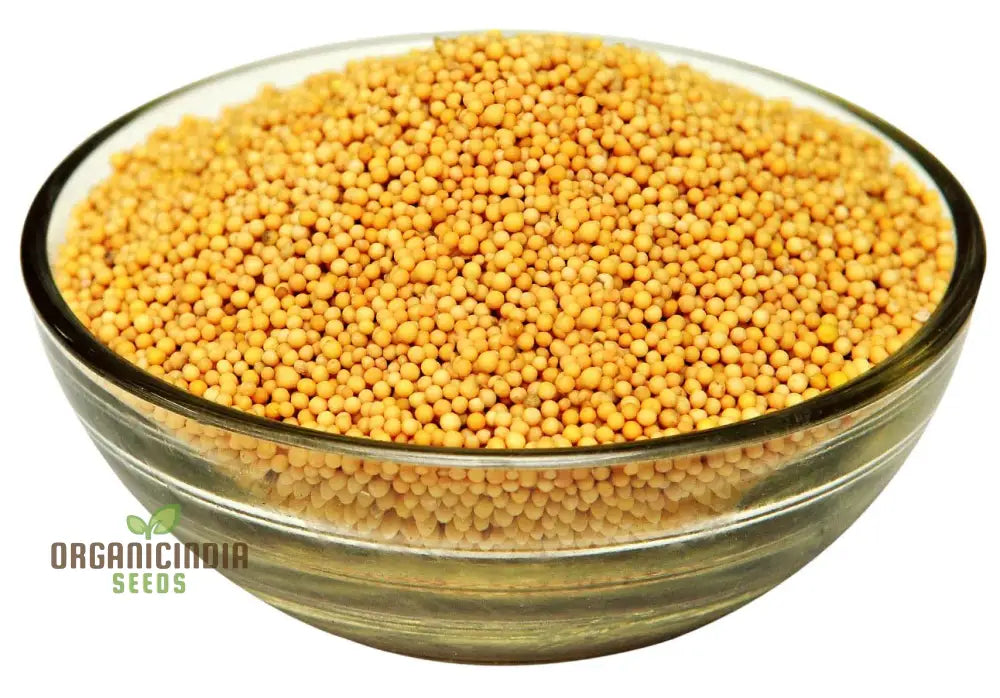 Yellow Mustard Vegetable Seeds For Planting - Perfect Gardening Enthusiasts High-Quality Non-Gmo A