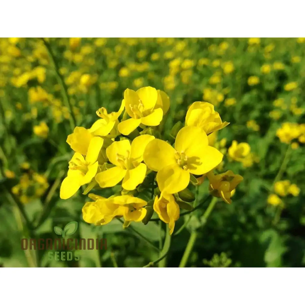 Yellow Mustard Vegetable Seeds For Planting - Perfect Gardening Enthusiasts High-Quality Non-Gmo A