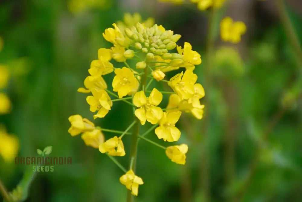 Yellow Mustard Vegetable Seeds For Planting - Perfect Gardening Enthusiasts High-Quality Non-Gmo A