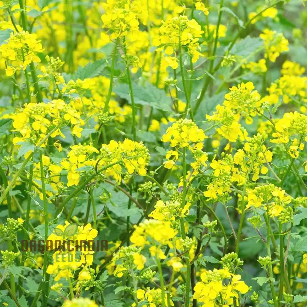 Yellow Mustard Vegetable Seeds For Planting - Perfect Gardening Enthusiasts High-Quality Non-Gmo A