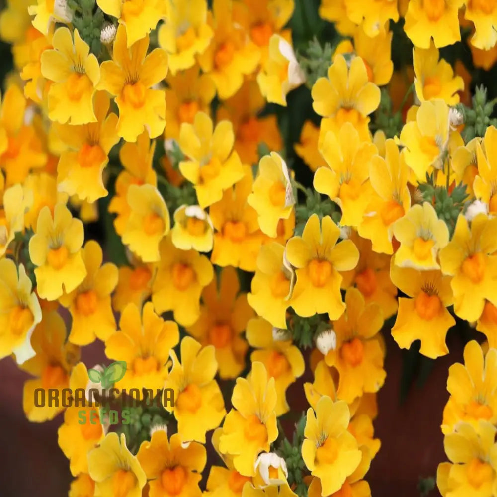 Yellow Nemesia Flower Seeds Bright And Cheerful Blooms Easy-To-Growing Vibrant Lively Garden Seeds