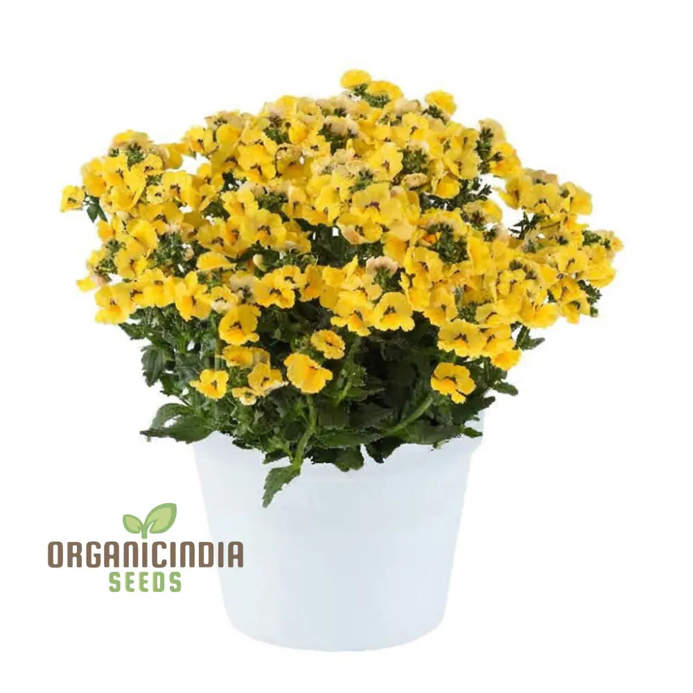 Yellow Nemesia Flower Seeds Bright And Cheerful Blooms Easy-To-Growing Vibrant Lively Garden Seeds