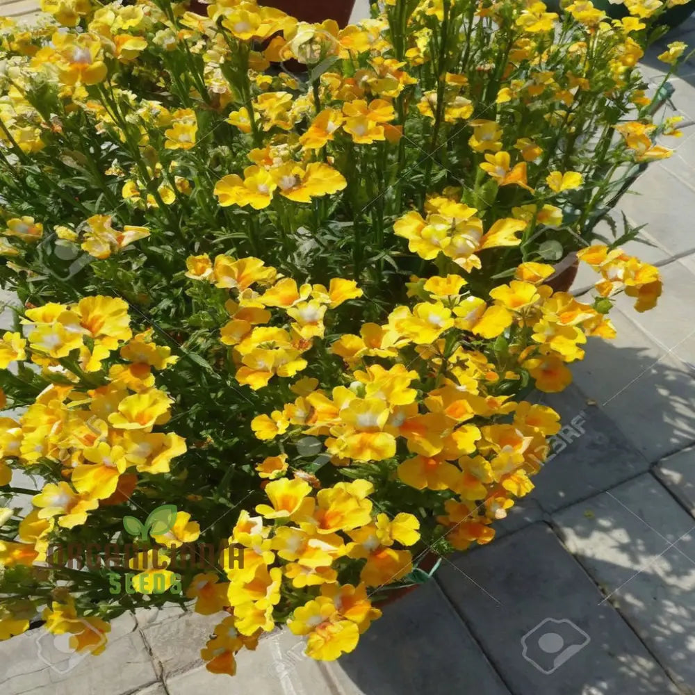 Yellow Nemesia Flower Seeds Bright And Cheerful Blooms Easy-To-Growing Vibrant Lively Garden Seeds