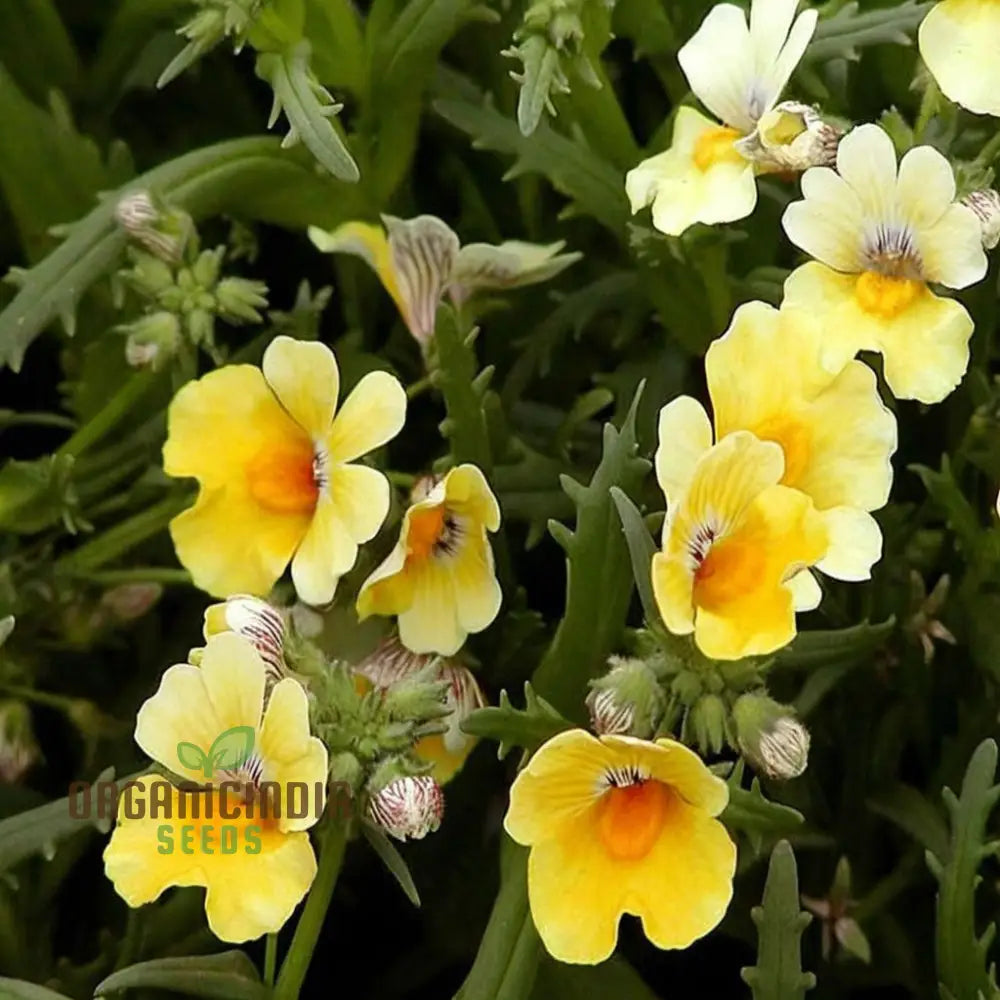 Yellow Nemesia Flower Seeds Bright And Cheerful Blooms Easy-To-Growing Vibrant Lively Garden Seeds