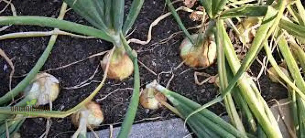 Yellow Onion Sets For Planting: Ideal For Gardening Enthusiasts Seeking Quality Bulbs A Bountiful