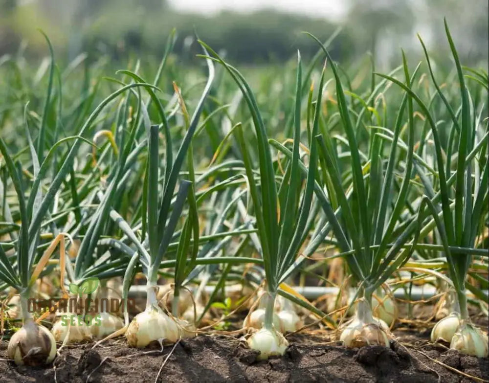 Yellow Onion Sets For Planting: Ideal For Gardening Enthusiasts Seeking Quality Bulbs A Bountiful