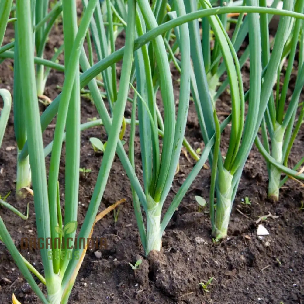 Yellow Onion Sets For Planting: Ideal For Gardening Enthusiasts Seeking Quality Bulbs A Bountiful