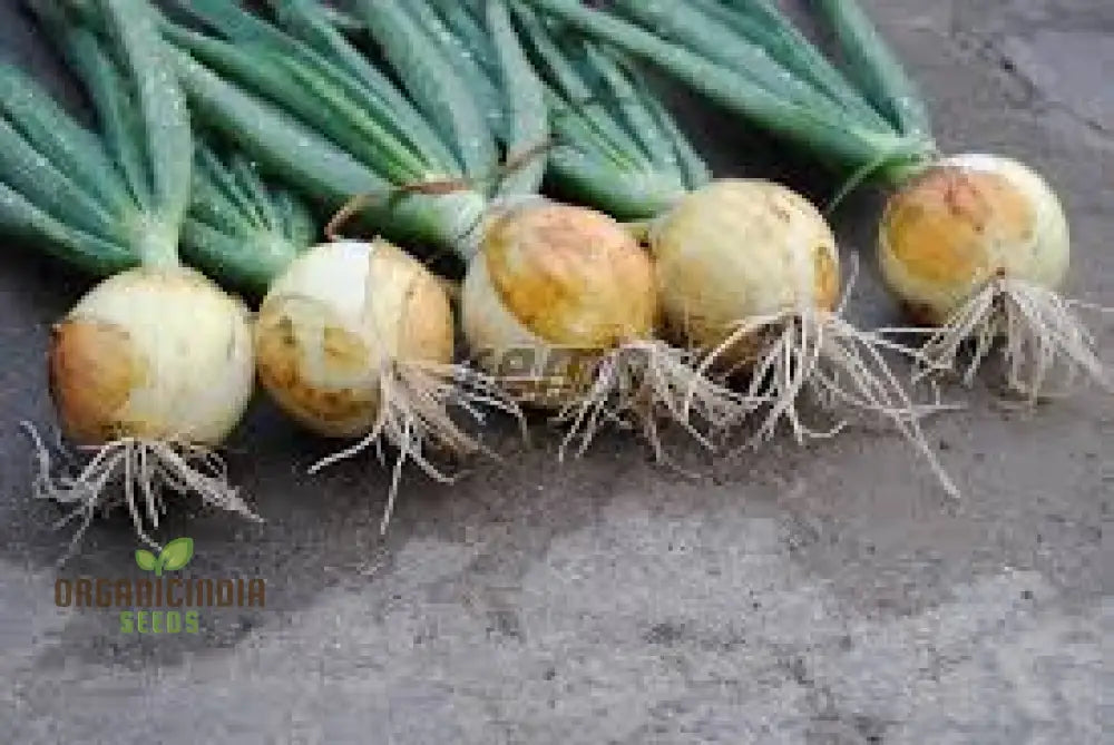 Yellow Onion Sets For Planting: Ideal For Gardening Enthusiasts Seeking Quality Bulbs A Bountiful