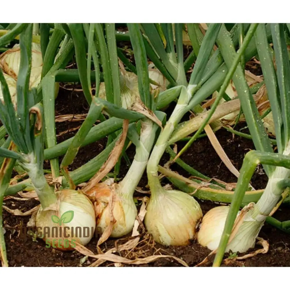 Yellow Onion Sets For Planting: Ideal For Gardening Enthusiasts Seeking Quality Bulbs A Bountiful