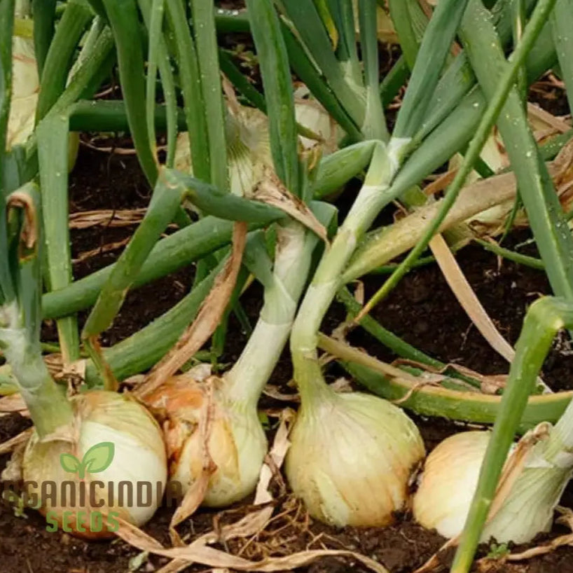 Yellow Onion Sets For Planting: Ideal For Gardening Enthusiasts Seeking Quality Bulbs A Bountiful