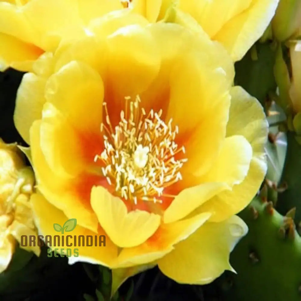 Yellow Opuntia Macrorhiza Plant Seeds Stunning And Resilient Garden Hardy Vibrant Easy-To-Growing