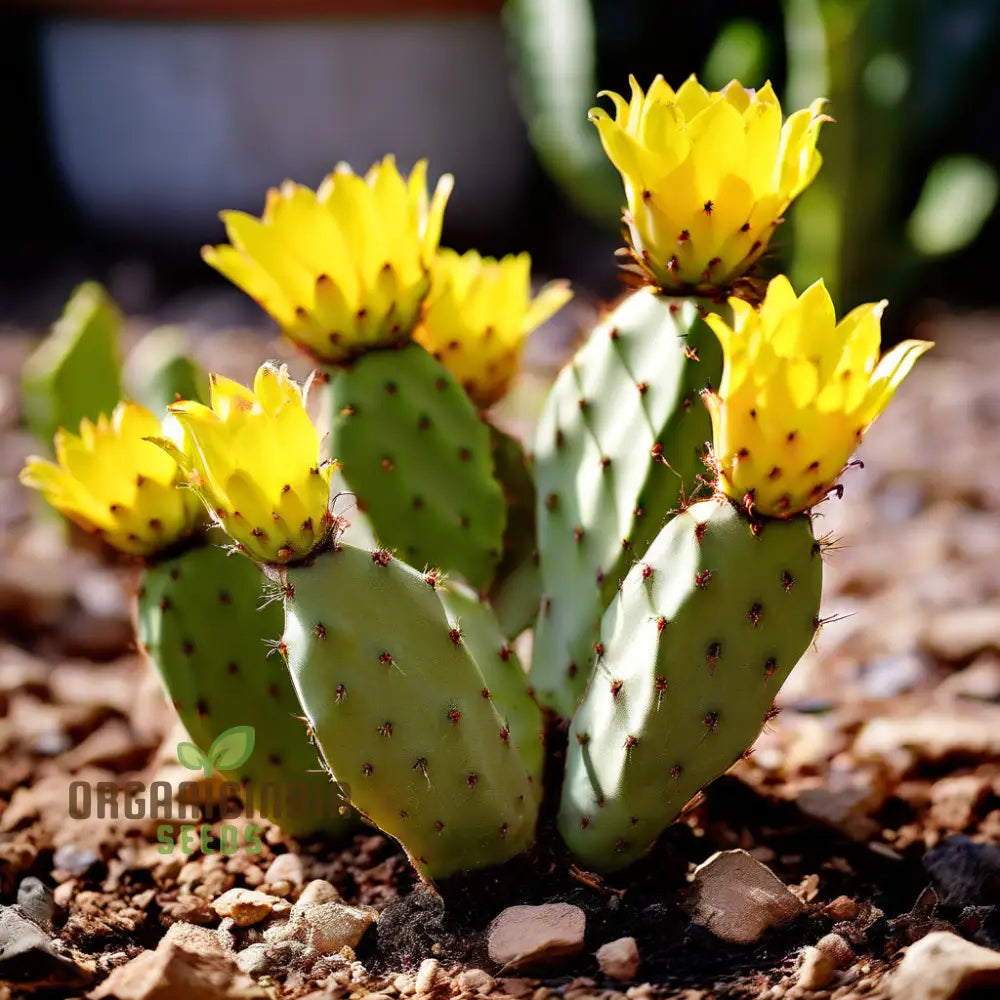 Yellow Opuntia Macrorhiza Plant Seeds Stunning And Resilient Garden Hardy Vibrant Easy-To-Growing