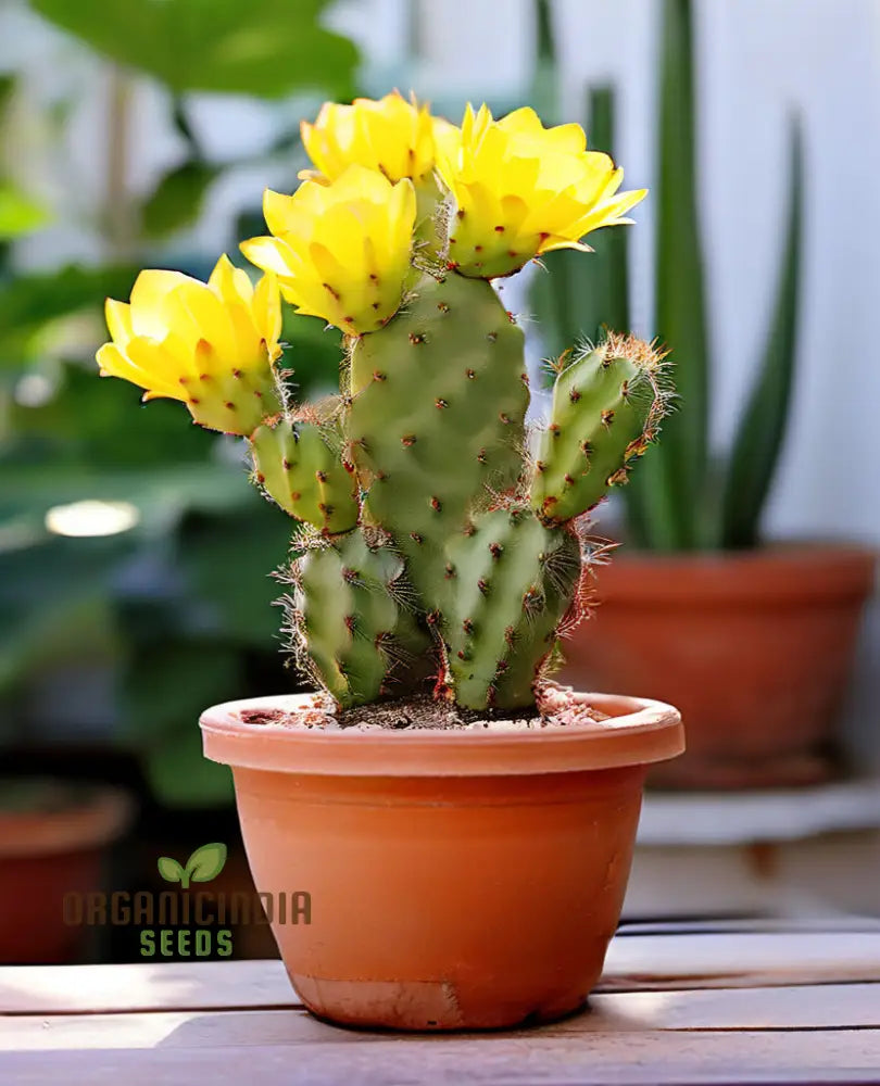 Yellow Opuntia Macrorhiza Plant Seeds Stunning And Resilient Garden Hardy Vibrant Easy-To-Growing