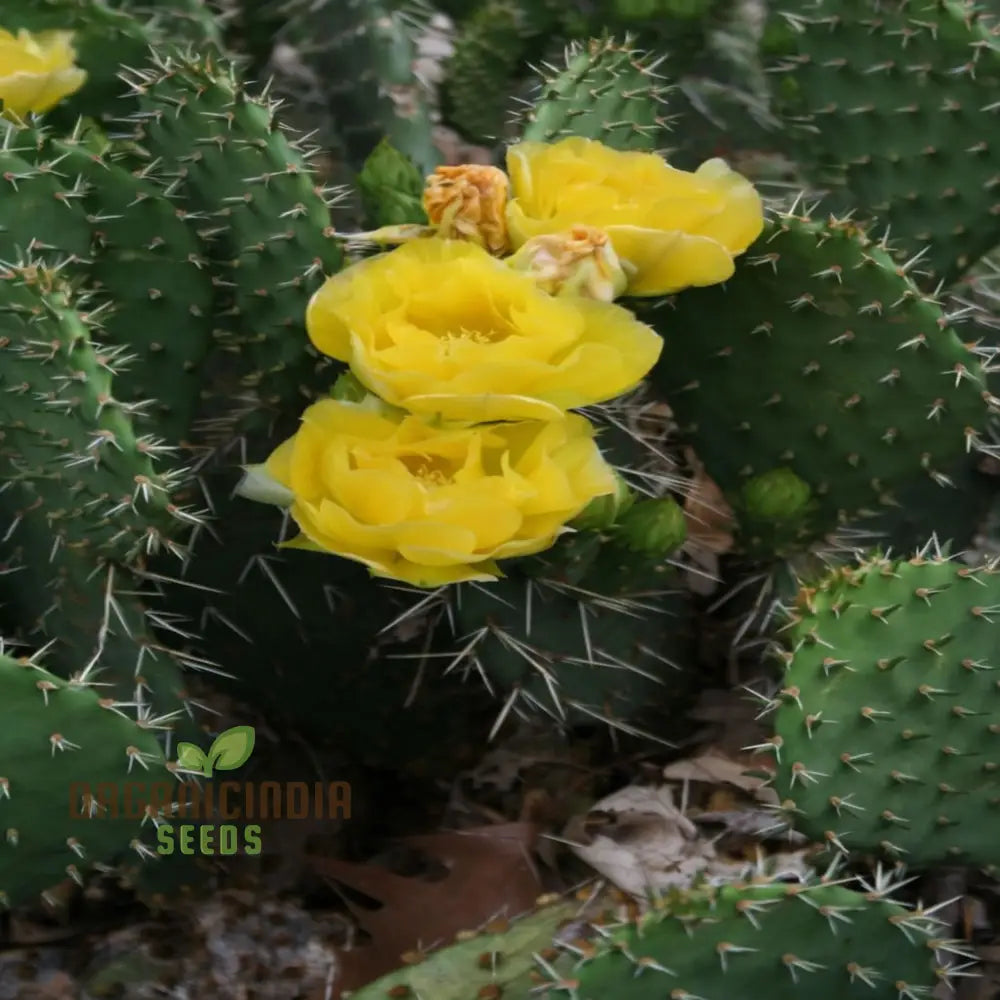 Yellow Opuntia Macrorhiza Plant Seeds Stunning And Resilient Garden Hardy Vibrant Easy-To-Growing