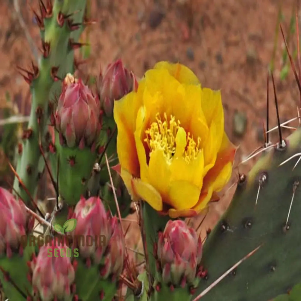 Yellow Opuntia Macrorhiza Plant Seeds Stunning And Resilient Garden Hardy Vibrant Easy-To-Growing