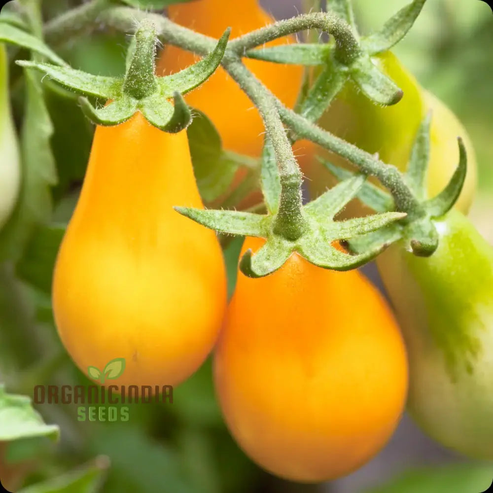 Yellow Pear Tomato Seeds - Grow Heirloom Tomatoes For Your Garden And Culinary Delights