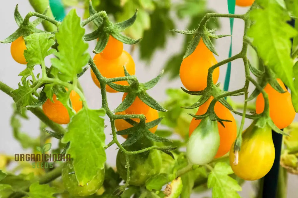 Yellow Pear Tomato Seeds - Grow Heirloom Tomatoes For Your Garden And Culinary Delights