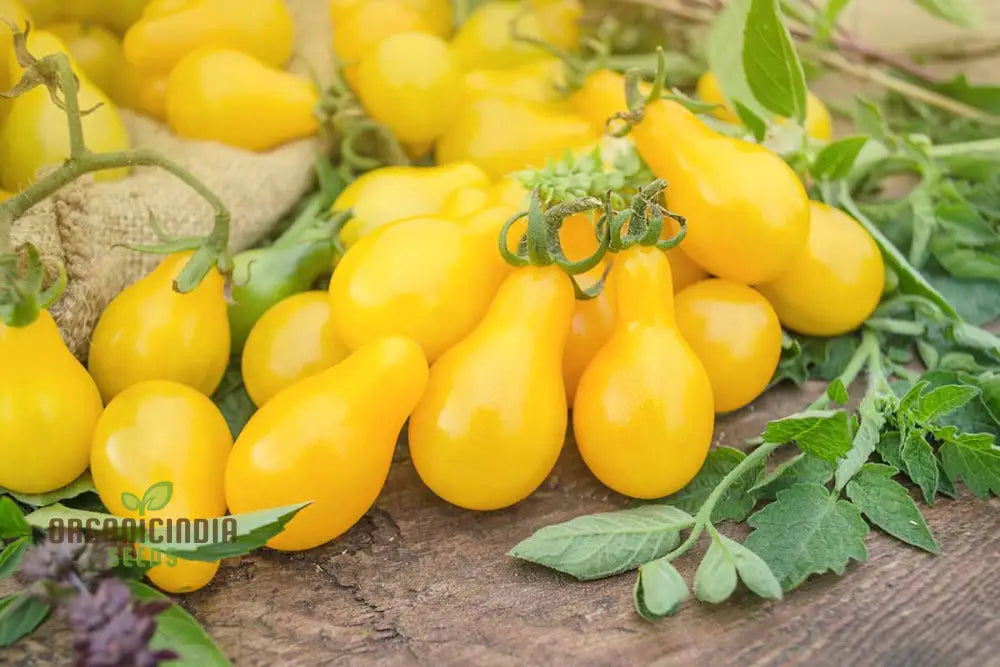 Yellow Pear Tomato Seeds - Grow Heirloom Tomatoes For Your Garden And Culinary Delights