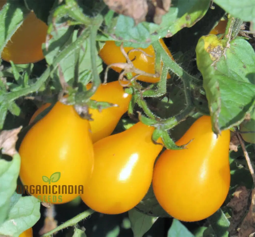 Yellow Pear Tomato Seeds - Grow Heirloom Tomatoes For Your Garden And Culinary Delights