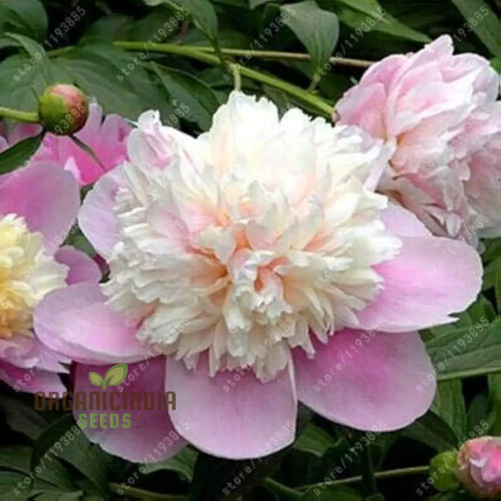 Yellow Peony Bonsai Seeds -100 Pcs Flower Seeds