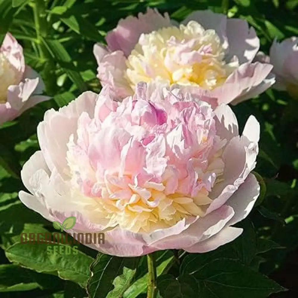 Yellow Peony Bonsai Seeds -100 Pcs Flower Seeds