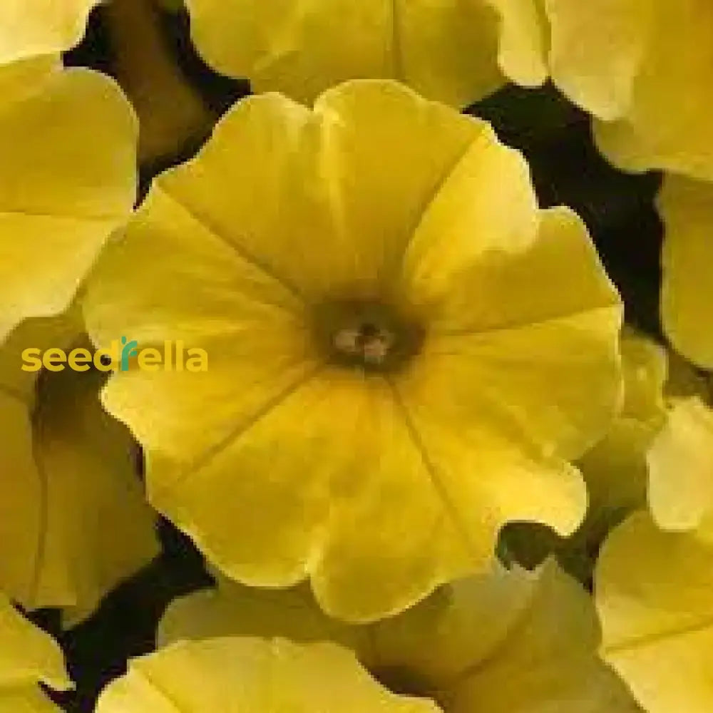 Yellow Petunia Seeds For Planting - Brighten Your Garden With Cheerful Blooms! Flower