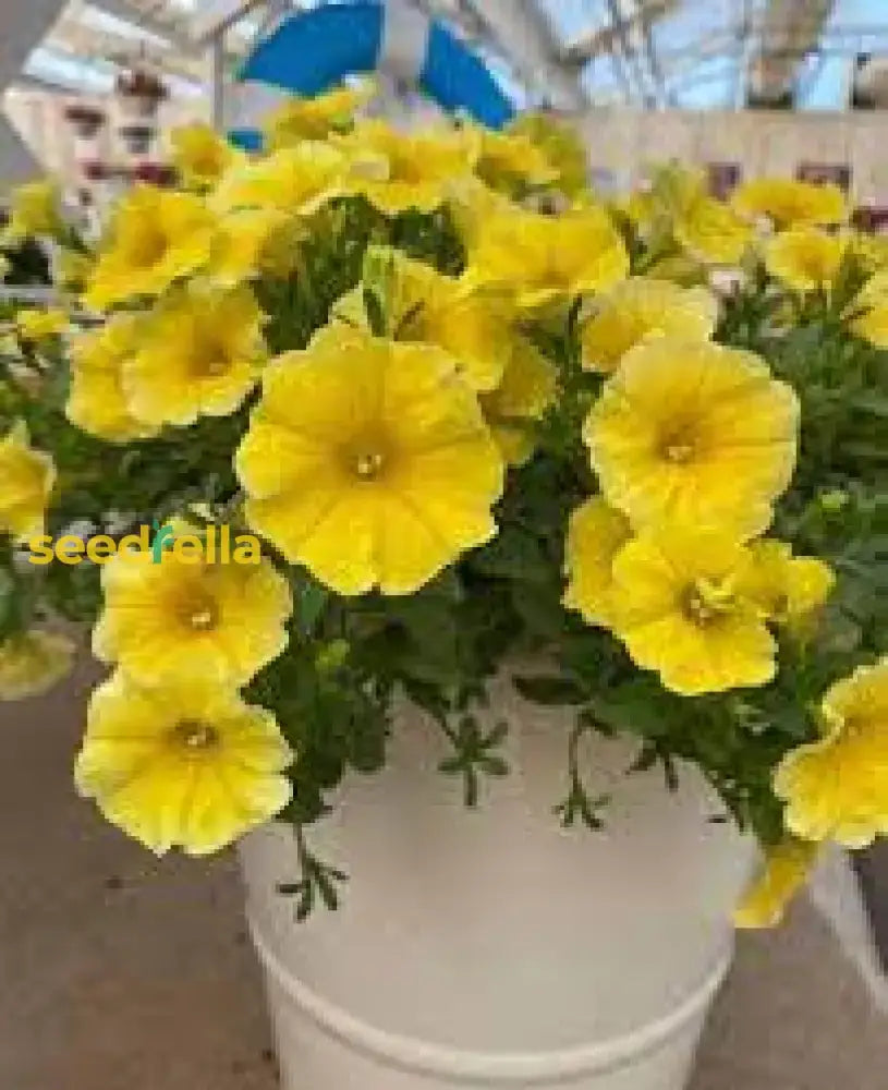 Yellow Petunia Seeds For Planting - Brighten Your Garden With Cheerful Blooms! Flower