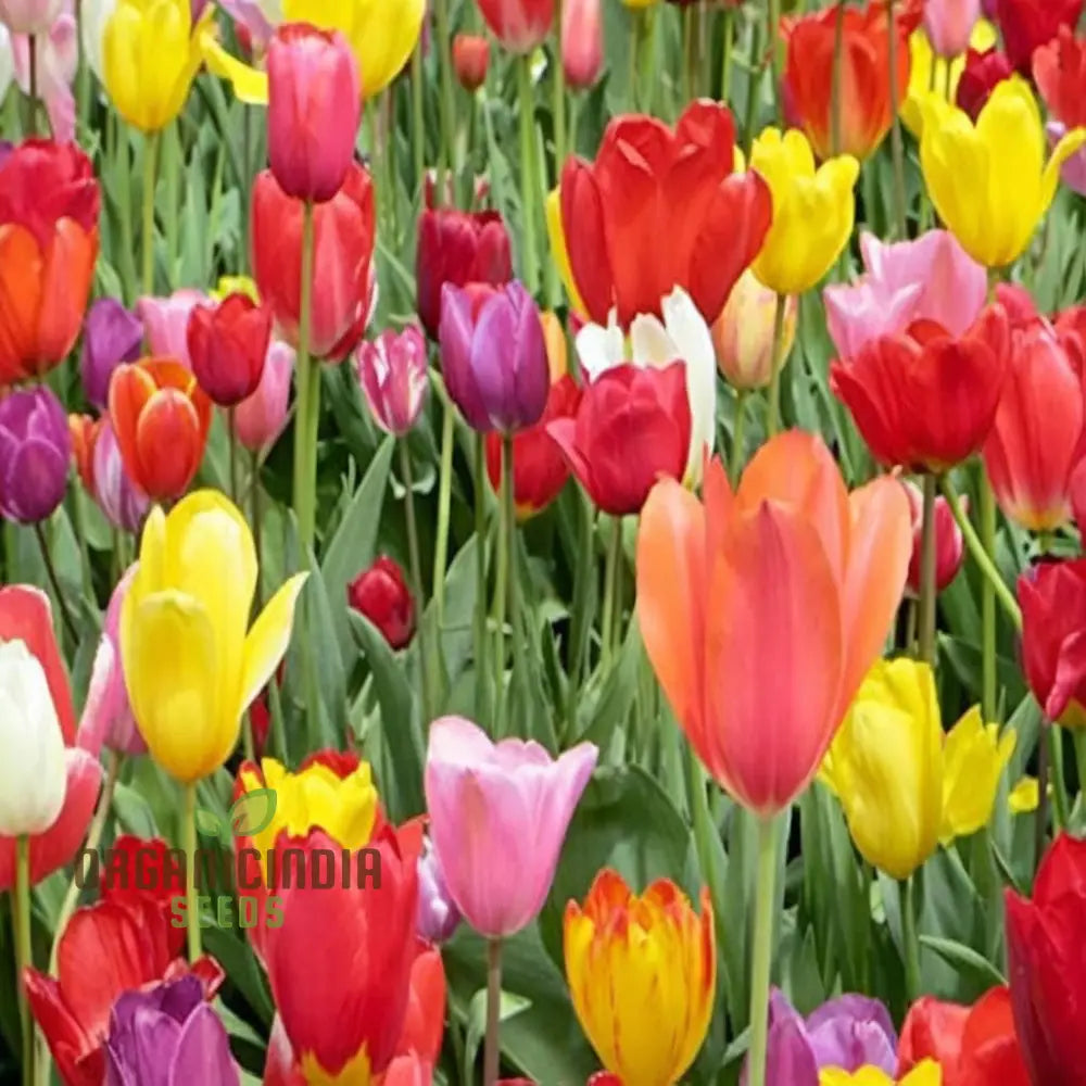 Yellow Pink Orange And White Species Tulip Winsome Wildings Mix (3 Bulbs For Planting)