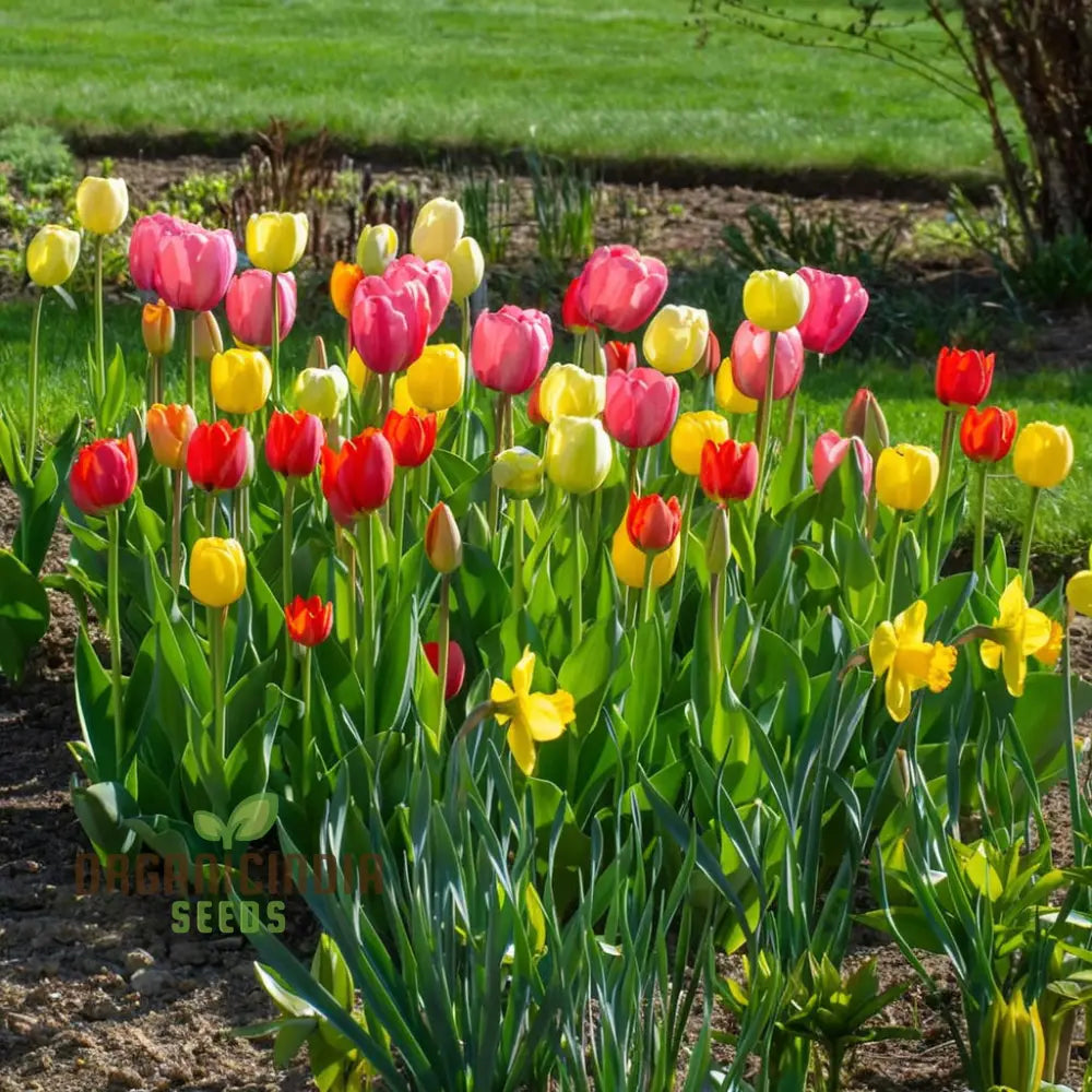 Yellow Pink Orange And White Species Tulip Winsome Wildings Mix (3 Bulbs For Planting)