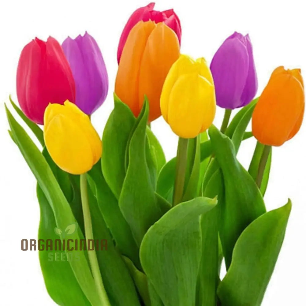 Yellow Pink Orange And White Species Tulip Winsome Wildings Mix (3 Bulbs For Planting)