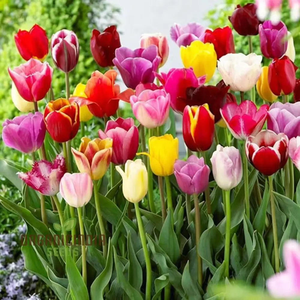 Yellow Pink Orange And White Species Tulip Winsome Wildings Mix (3 Bulbs For Planting)