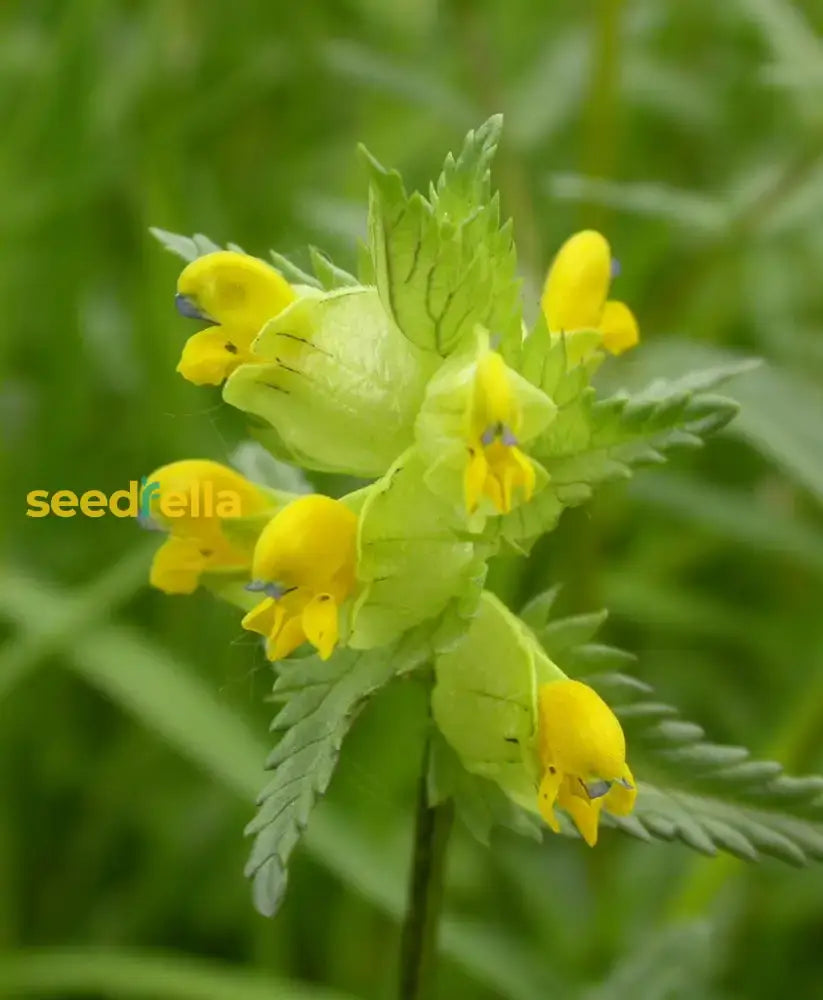 Yellow Rattle Flower Seeds For Planting