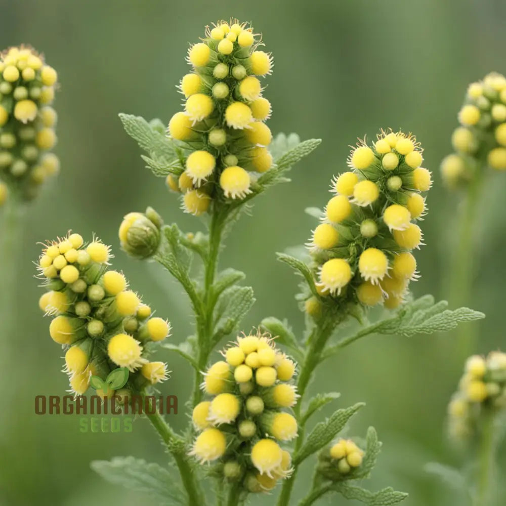 Yellow Rattle Seeds Rhinanthus Minor Native Flower Spring Annuals