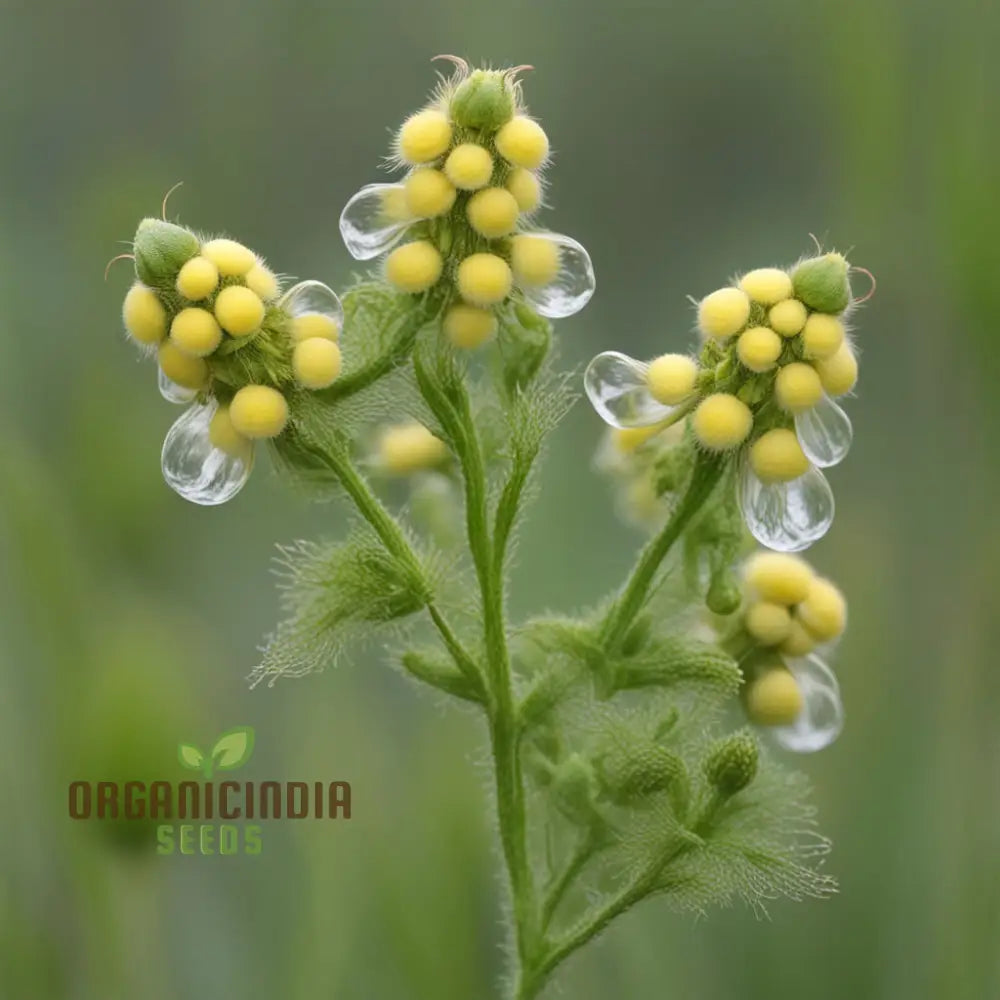 Yellow Rattle Seeds Rhinanthus Minor Native Flower Spring Annuals