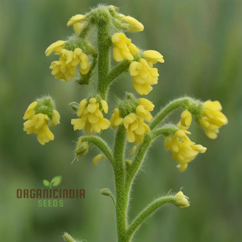 Yellow Rattle Seeds Rhinanthus Minor Native Flower Spring Annuals